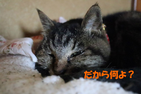 うるさいわねぇ。