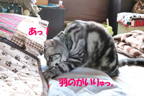 まて~!