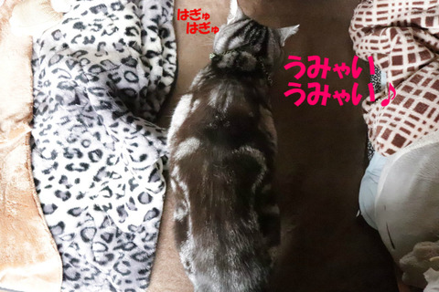ちきん~♪