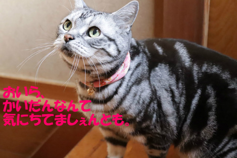 なんのことでしゅかの?