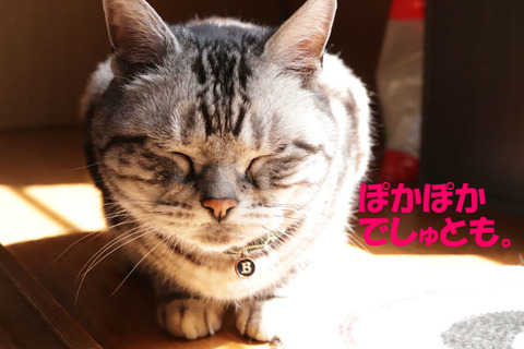 おひしゃま~♪