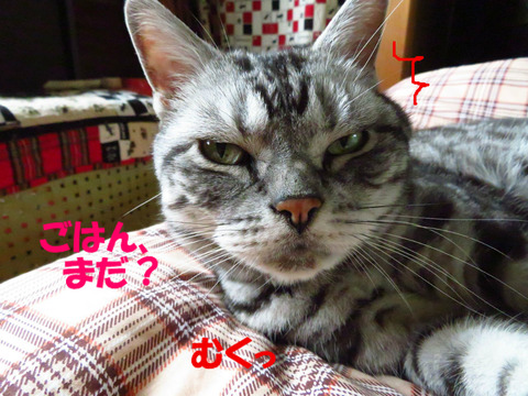 ねぇ。