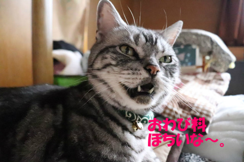 おやちゅ~。