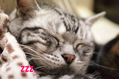zzz