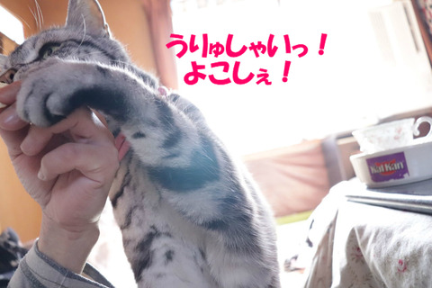 いいの!