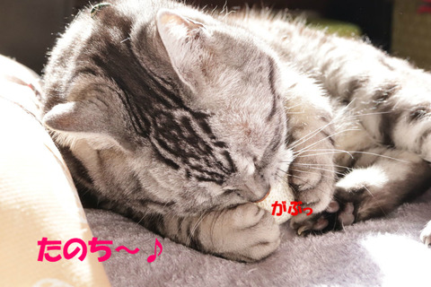 噛みゅ~♪