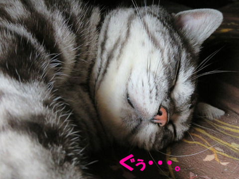 zzz…zzz…