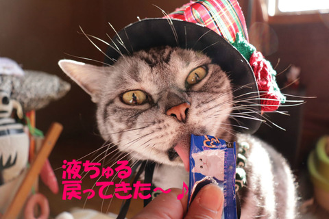 こえ(帽子)は戻りゃなくていいでしゅとも。
