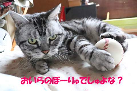 あげましぇんじょ?