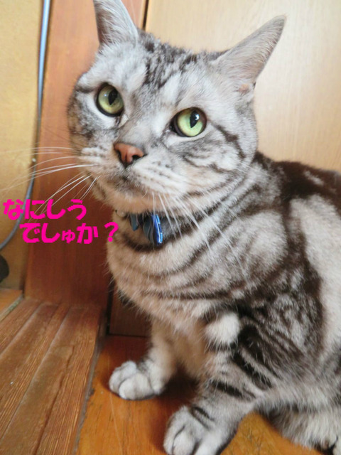 なんで追いかけう?