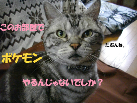たぶんでしが。