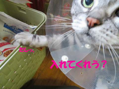 くれうんだよね?