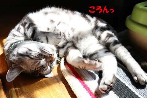 おひしゃま~♪