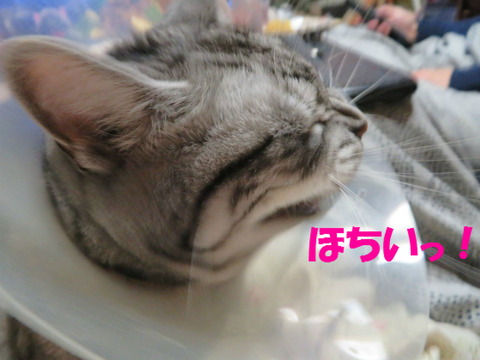 チキン!と、いろいろ!