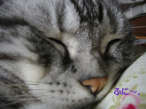 zzz…(愛でれ)
