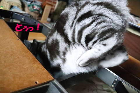 入りゅっ!