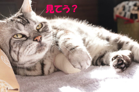 あしょびまちたじょ?
