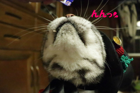 よ~こ~しぇ~!