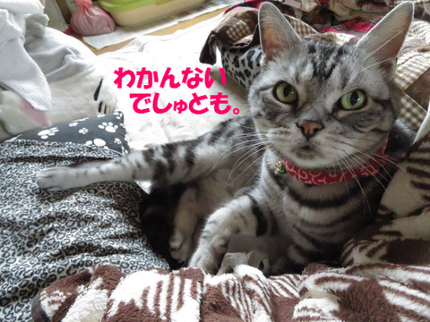 でも、らくちんでしゅじょ?