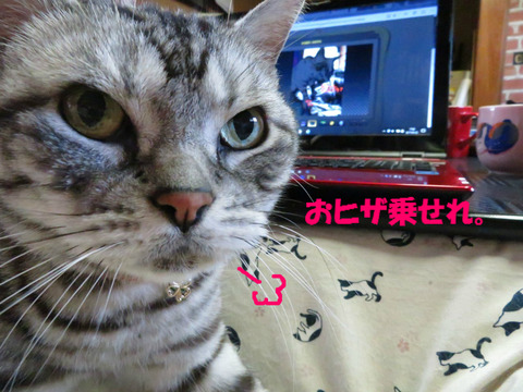 来まちたが?