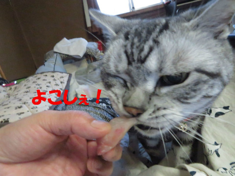 手ぇ離しぇ!