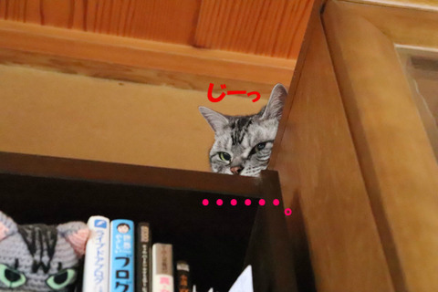 聞こえてう。