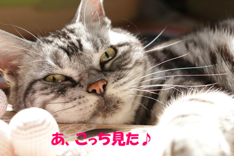 見まちたな?
