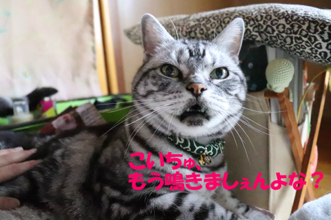 終わりでしゅよな?