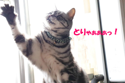 よちっ!今だっ!