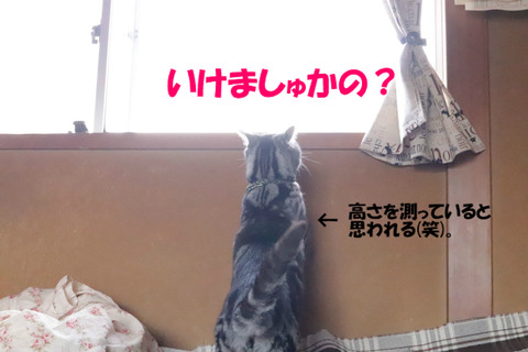 どうかな~?