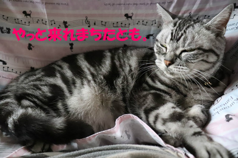 遅いでしゅじょ?
