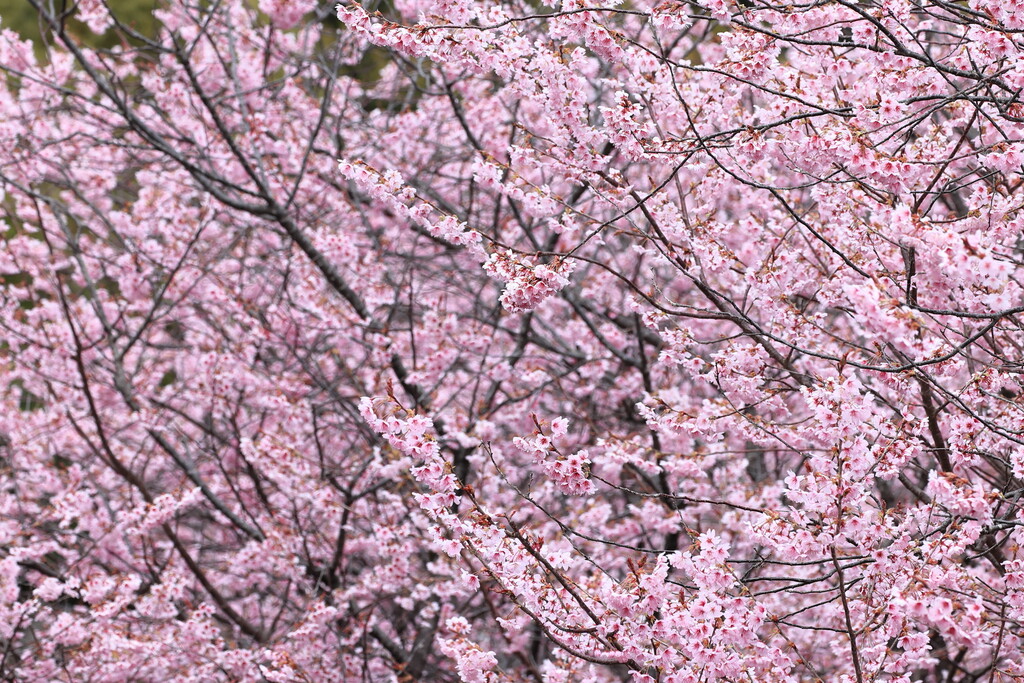 今年初のお花見は 雨とメジロのおまけ付き Re ねこバカの写真部屋