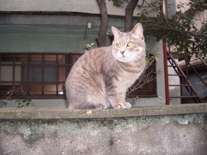 ボロアパートの猫 : ねこブロ
