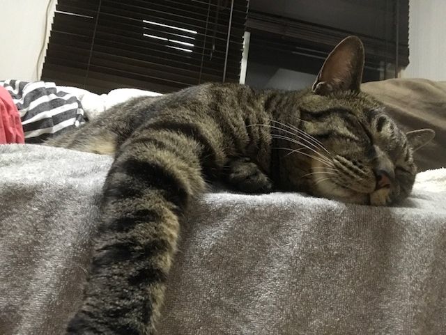 熱中症でダウン 新潟県 上越市 猫cafeぷりむろーず 上越猫カフェぷりむろーずの愛のこもったオーナー日記