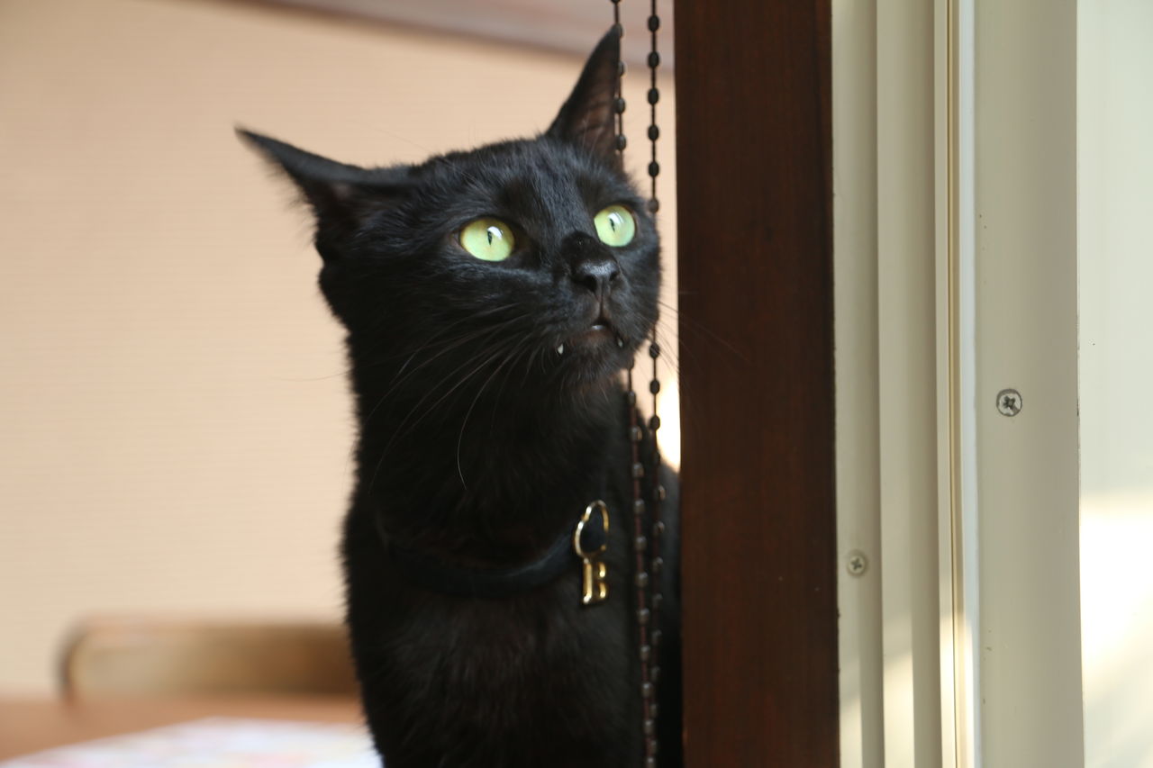 上越の猫カフェ 猫スタッフ バロン 上越猫カフェぷりむろーずの愛のこもったオーナー日記 上越の猫カフェ 猫スタッフ バロン 上越猫カフェぷりむろーずの愛のこもったオーナー日記