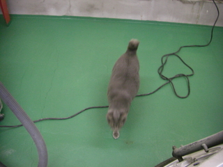 ���졼���ͥ�����