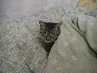 ǭ������