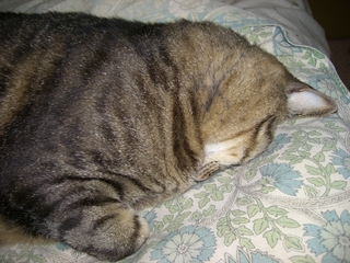 ���Ĥ֤��ͥ���