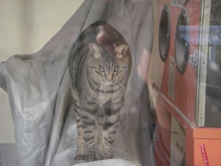 ǭ���ؿ���