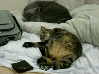 ����ǭ�ʥͥ��ˣ�