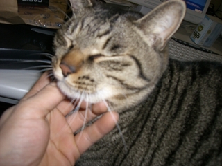 ひざの上の猫3