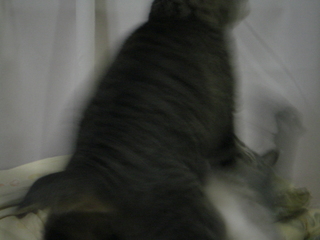 ���ޤ���ǭ