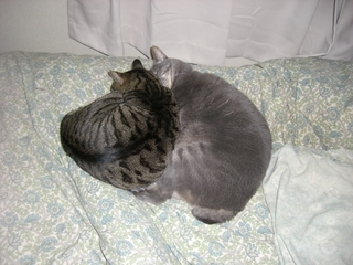 ���äĤ��ƿ���ǭ