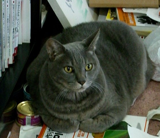 猫 ネコ も背中から落ちる デカ猫