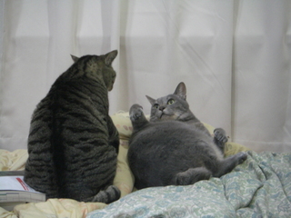 �ǥ��ͥ��Ȥ���ǭ