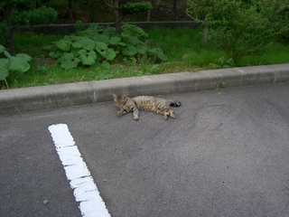 �Υ�ǭ����