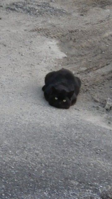 猫 ネコ も背中から落ちる 野良猫 猫 ネコ も背中から落ちる 野良猫