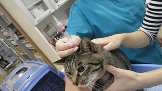 猫の5種混合ワクチン