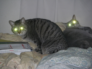 ���֥�ǭ�ӡ���