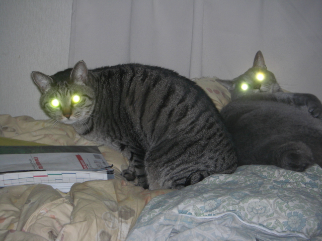 猫 ネコ も背中から落ちる 続猫バトル
